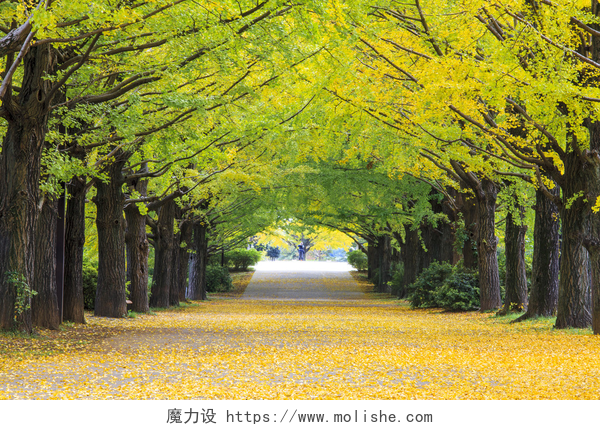 秋天泛黄的银杏树林秋天的黄色点缀在这小树林的银杏 tre 树